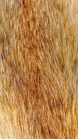 金色毛皮金黄色动物毛皮H5素材背景高清图片