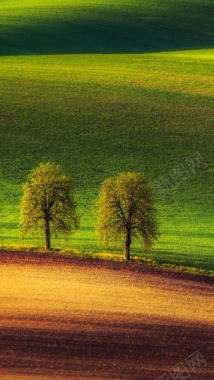 风景绿草树黄光H5背景素材背景