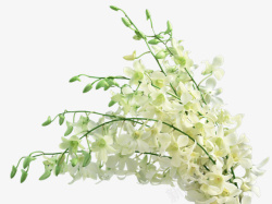 清新白色蝴蝶兰素材