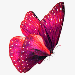 红色清新蝴蝶装饰图案素材