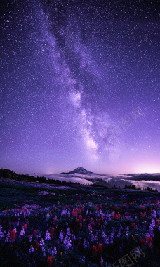 大气花朵星空背景