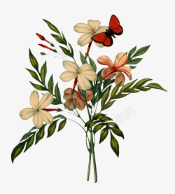 复古手绘植物花卉插画蝴蝶素材