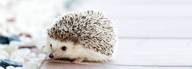 可爱刺猬背景jpg设计背景_88icon https://88icon.com 刺猬 海报banner 摄影 风景