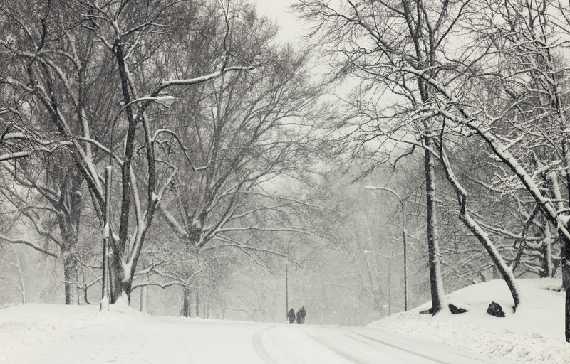 纯白雪景jpg设计背景_88icon https://88icon.com 雪树木 摄影 风景