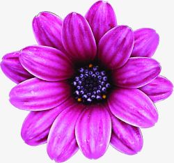 紫色唯美鲜花花朵完美素材