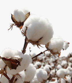 棉花被棉花白色的枝干桔梗棉花壳棉花瓤高清图片