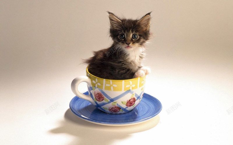 杯子猫创意背景jpg设计背景_88icon https://88icon.com 创意 摄影 杯子 风景 猫