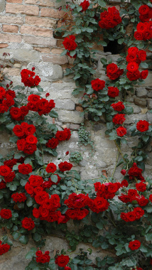 文艺复古砖墙玫瑰H5背景背景