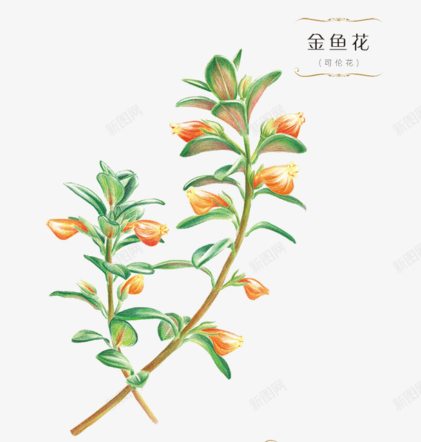 金鱼花植物插画png免抠素材_88icon https://88icon.com PNG 插画 植物 金鱼花