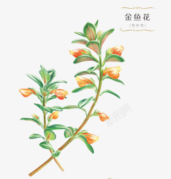 金鱼花植物插画素材