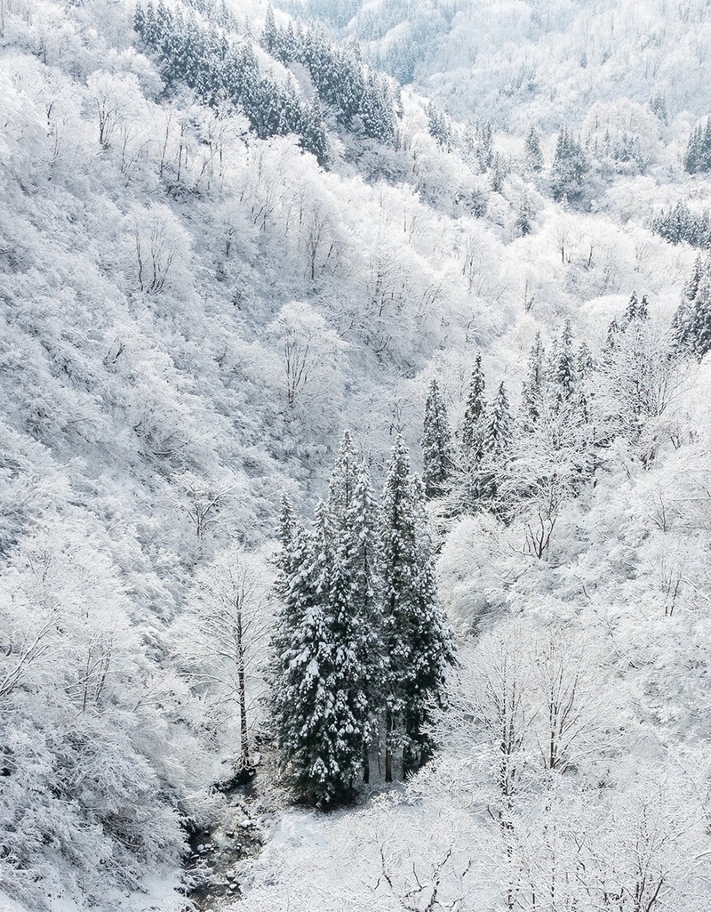 雪中森林H5背景jpg设计背景_88icon https://88icon.com 小清新 文艺 森林 白色 简约 背景 雪中
