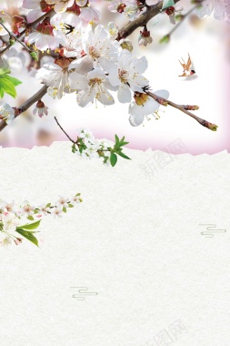 梨花春天白色清新花卉简约背景背景