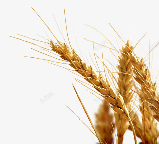 小麦秋季农作物麦子谷物png免抠素材_88icon https://88icon.com 农作物 小麦 秋季 谷物 麦子
