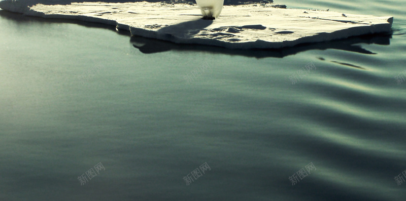 漂浮在海上孤独的企鹅psd设计背景_88icon https://88icon.com 企鹅 动物 大洋 大海 漂浮 保护环境 天空 蓝色