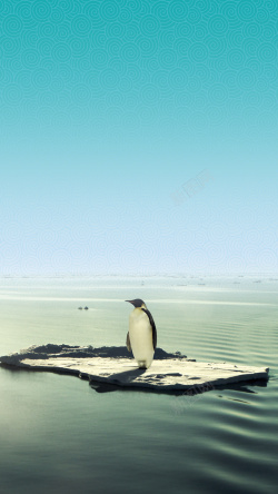 在海上漂浮在海上孤独的企鹅高清图片