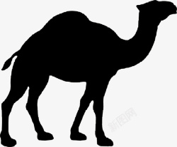 干旱沙漠黑色骆驼高清图片