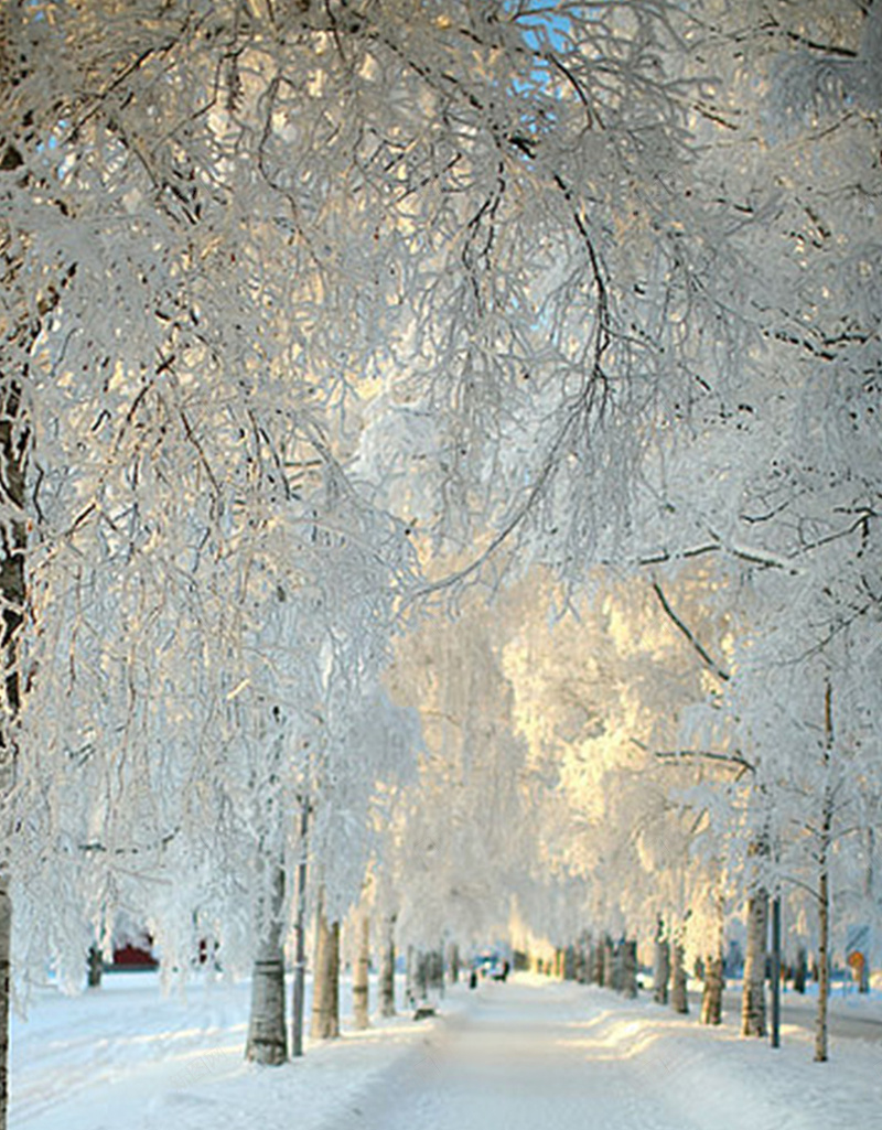 一片白色jpg设计背景_88icon https://88icon.com 白色 树 雪 风景 摄影