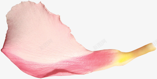 粉色的花朵花瓣png免抠素材_88icon https://88icon.com 小清新 彩色 淡粉色 白色 粉色 花瓣 花瓣素材