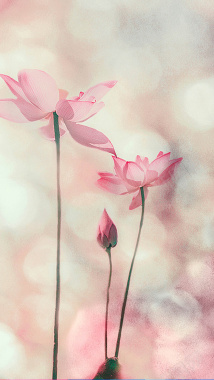 粉色花卉H5背景背景