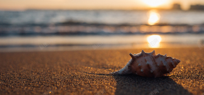夏天的假期jpg设计背景_88icon https://88icon.com 外壳 海滩 海边 和 海贝壳 夏天 假期 海洋 海报banner 摄影 风景