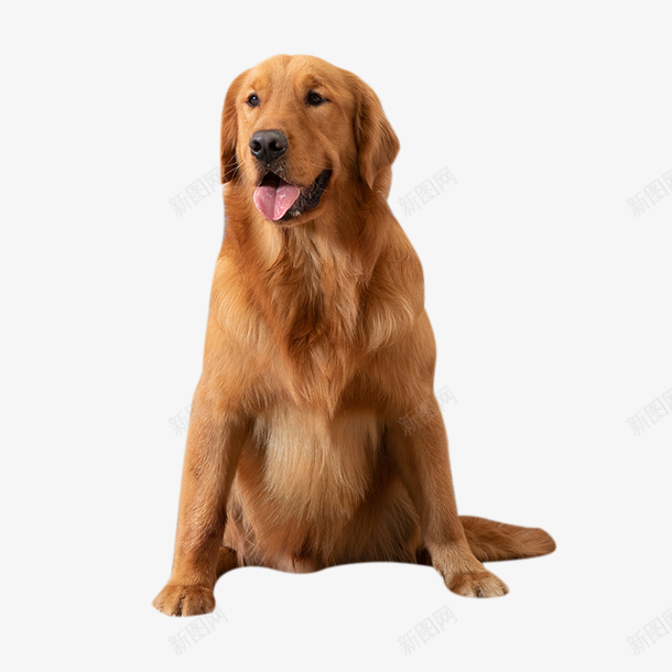 狗狗png免抠素材_88icon https://88icon.com 免扣 狗 素材 金毛犬