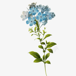手绘水彩蓝色花卉装饰图案素材