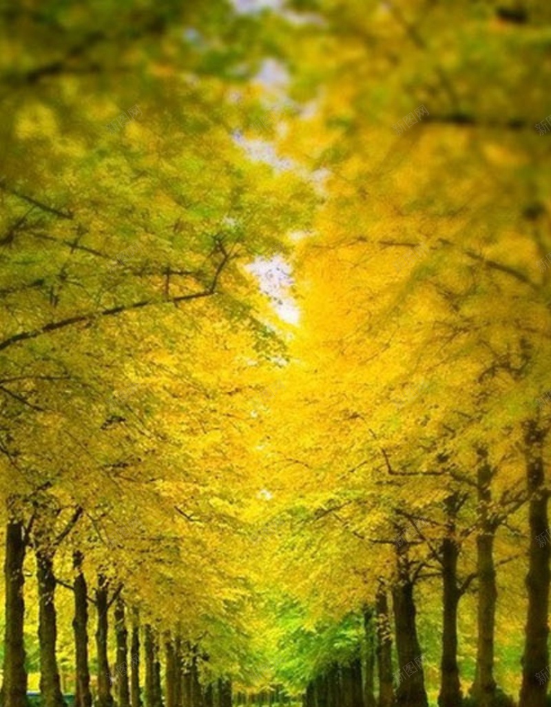 风景树木成排红叶H5背景素材jpg设计背景_88icon https://88icon.com 风景 树木 成排 红叶 树木背景 H5 摄影