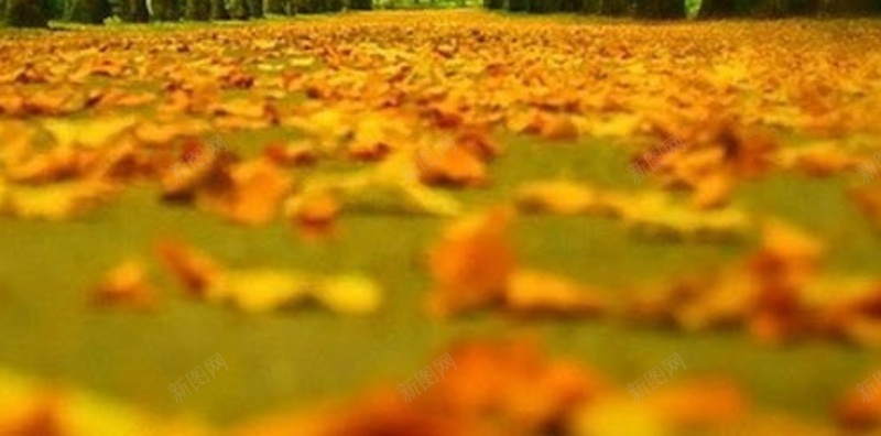 风景树木成排红叶H5背景素材jpg设计背景_88icon https://88icon.com 风景 树木 成排 红叶 树木背景 H5 摄影