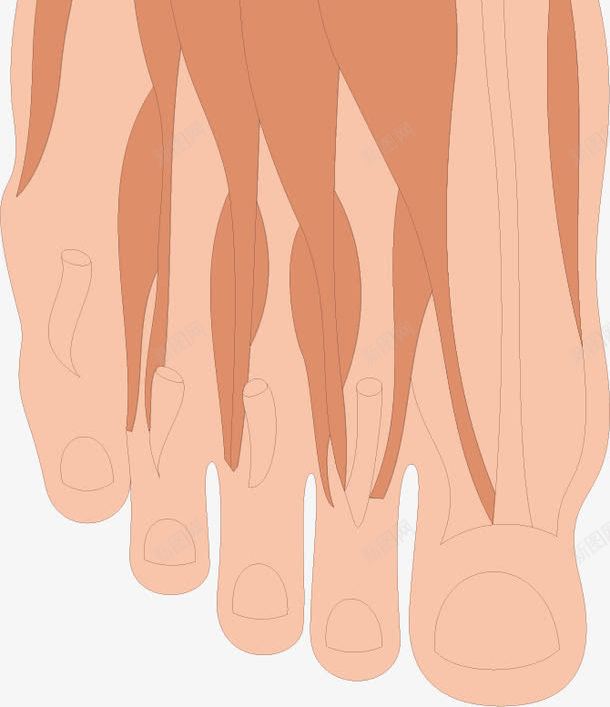 脚部肌肉分布png免抠素材_88icon https://88icon.com 人体器官 医疗健康 医疗内脏 医疗卡通 医疗器械 医疗科技 医疗科研 脚部肌肉分布