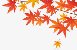 秋季落叶2秋季枯黄的枫树叶高清图片
