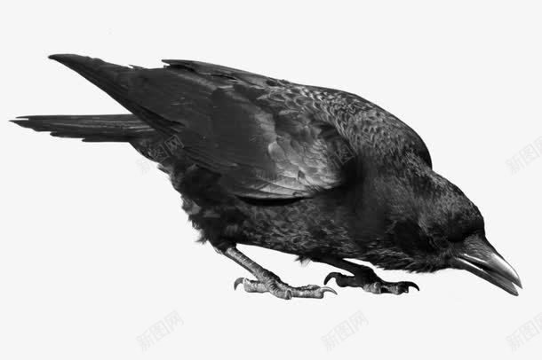 黑色动物乌鸦png免抠素材_88icon https://88icon.com 乌鸦 动物 食物 黑色