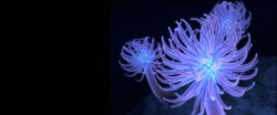 浮游生物奇花背景高清图片