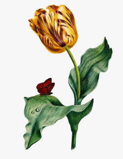 1复古手绘植物花卉插画素材