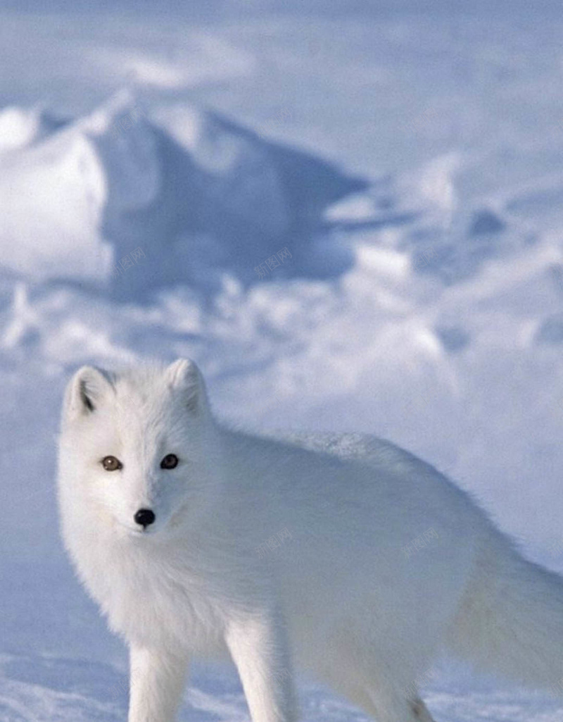 雪中的动物H5背景jpg设计背景_88icon https://88icon.com 动物 雪景 雪山 白色 雪地 H5 h5 摄影 风景