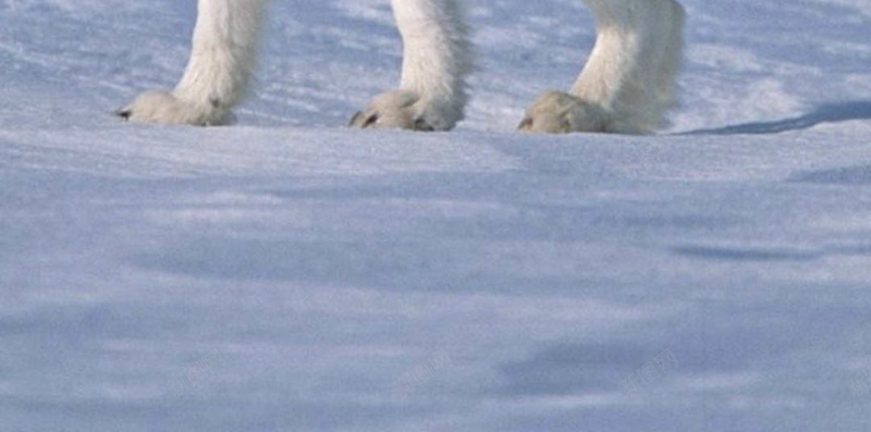 雪中的动物H5背景jpg设计背景_88icon https://88icon.com 动物 雪景 雪山 白色 雪地 H5 h5 摄影 风景