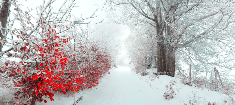 风景雪景红叶背景背景