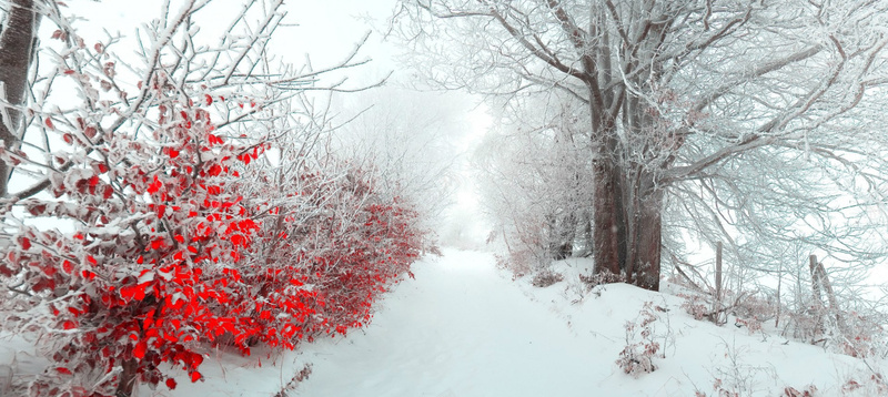 风景雪景红叶背景jpg设计背景_88icon https://88icon.com 风景 雪景 红叶 大树 道路 海报banner 摄影