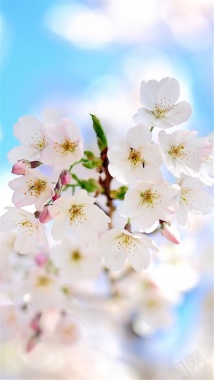白色花朵摄影H5背景摄影图片
