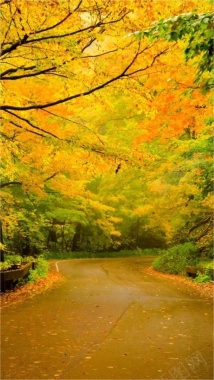 风景黄色树叶绿树道路H5背景素材背景