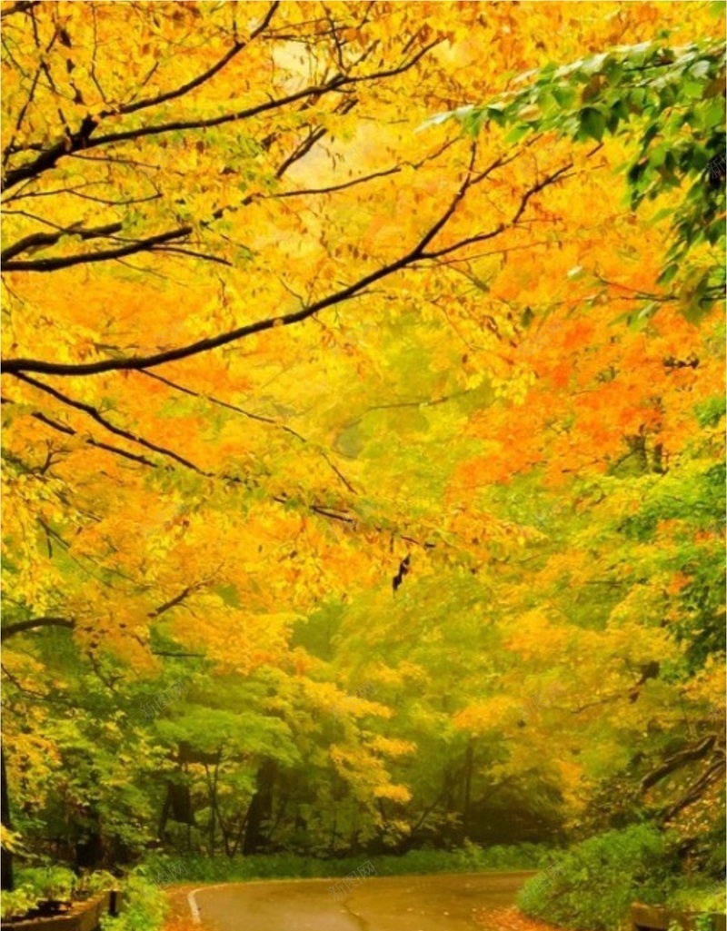 风景黄色树叶绿树道路H5背景素材jpg设计背景_88icon https://88icon.com 风景 黄色 树叶 绿树 道路 H5 背景 摄影
