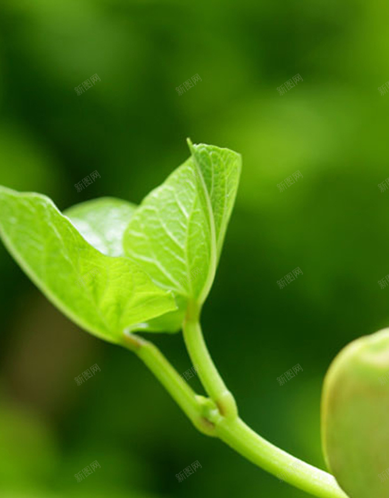 绿色养眼高清手机H5背景jpg设计背景_88icon https://88icon.com 绿色 植物 摄影 简约 风景 H5 h5