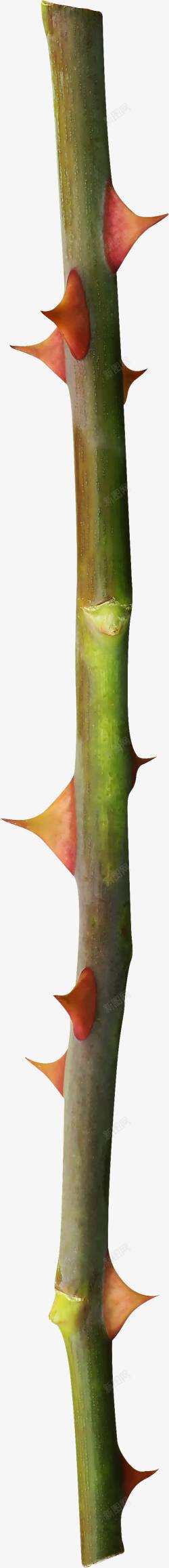 绿色尖刺植物桔梗高清图片