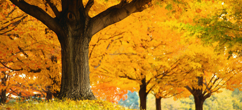 秋冬树木落叶通用背景背景