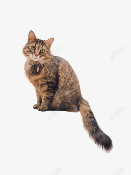 可爱的坐着的猫咪png免抠素材_88icon https://88icon.com 可爱 宠物 猫 猫咪