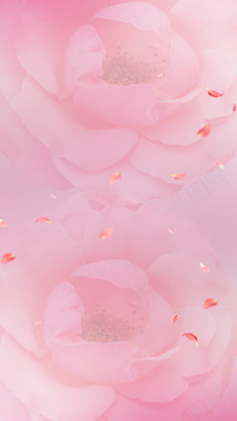 粉色浪漫花朵H5背景背景