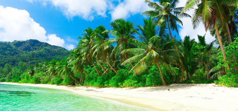 夏季海滩椰树banner背景
