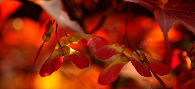 摄影红色树叶树枝背景摄影图片