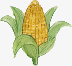 水彩手绘玉米矢量图素材