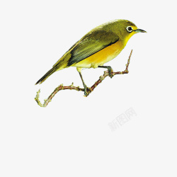 黄鹂鸟图案素材