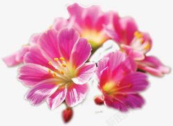 粉色朦胧花朵美景素材